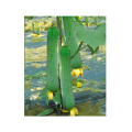 Green long  hybrid luffa sponge gourd seeds